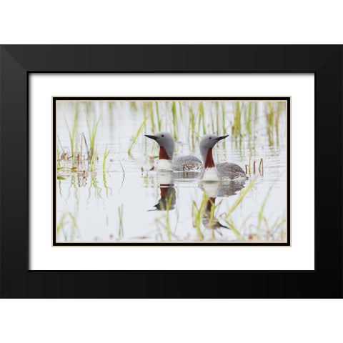 Red-throated Loon Pair Black Modern Wood Framed Art Print with Double Matting by Archer, Ken