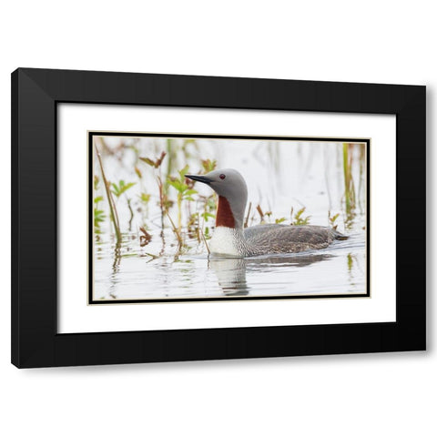 Red-throated Loon Black Modern Wood Framed Art Print with Double Matting by Archer, Ken