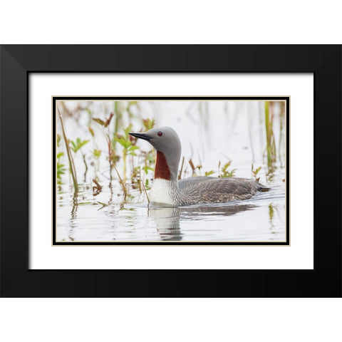 Red-throated Loon Black Modern Wood Framed Art Print with Double Matting by Archer, Ken