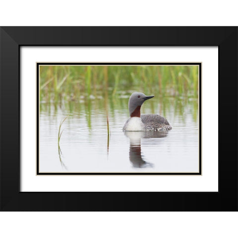 Red-throated Loon Black Modern Wood Framed Art Print with Double Matting by Archer, Ken