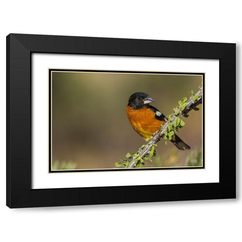 Black-headed grosbeak Black Modern Wood Framed Art Print with Double Matting by Archer, Ken