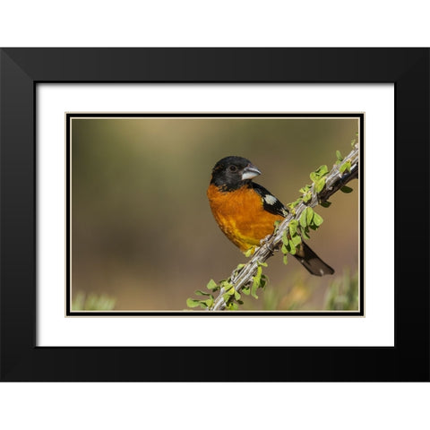 Black-headed grosbeak Black Modern Wood Framed Art Print with Double Matting by Archer, Ken