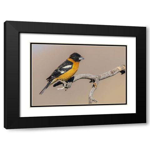 Black-headed grosbeak Black Modern Wood Framed Art Print with Double Matting by Archer, Ken