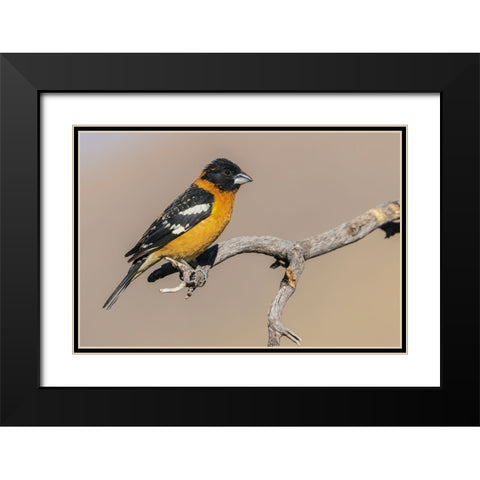 Black-headed grosbeak Black Modern Wood Framed Art Print with Double Matting by Archer, Ken