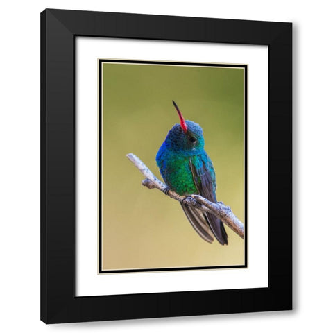Broad-billed hummingbird Black Modern Wood Framed Art Print with Double Matting by Archer, Ken