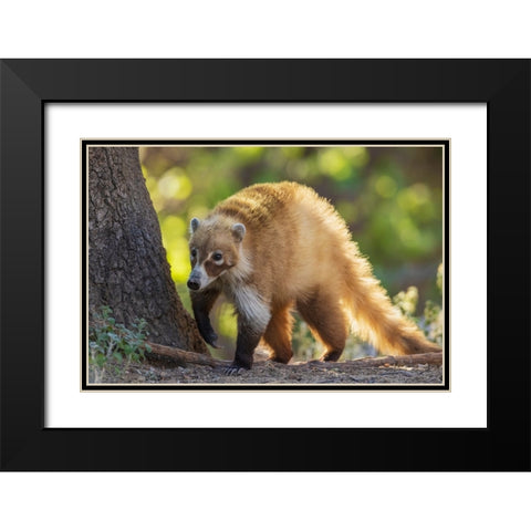 Coatimundi Black Modern Wood Framed Art Print with Double Matting by Archer, Ken
