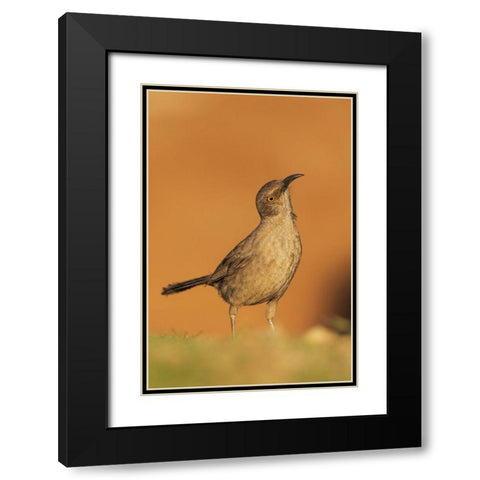 Curve-billed thrasher Black Modern Wood Framed Art Print with Double Matting by Archer, Ken