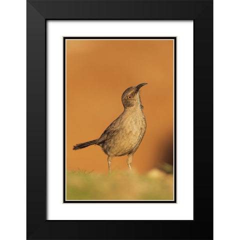 Curve-billed thrasher Black Modern Wood Framed Art Print with Double Matting by Archer, Ken