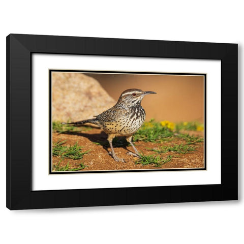 Cactus wren Black Modern Wood Framed Art Print with Double Matting by Archer, Ken