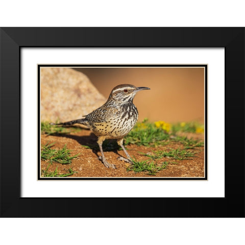 Cactus wren Black Modern Wood Framed Art Print with Double Matting by Archer, Ken