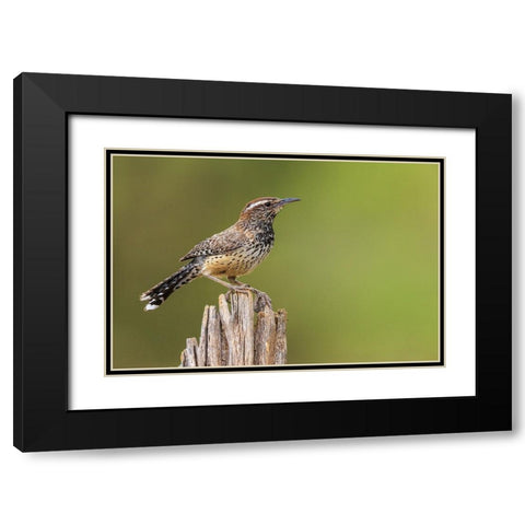 Cactus wren Black Modern Wood Framed Art Print with Double Matting by Archer, Ken