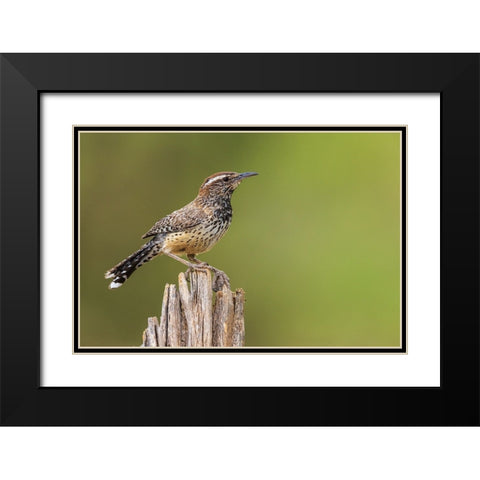 Cactus wren Black Modern Wood Framed Art Print with Double Matting by Archer, Ken