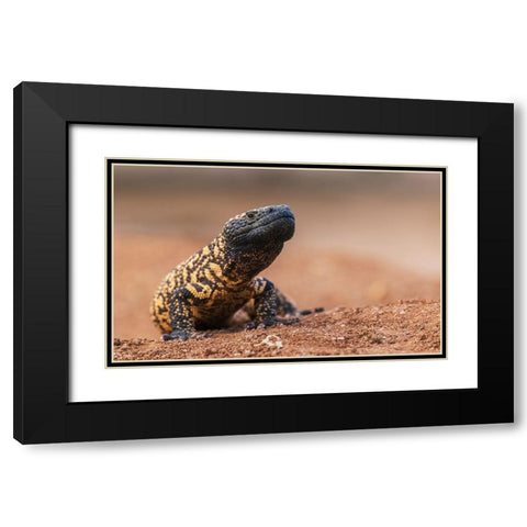 Gila monster Black Modern Wood Framed Art Print with Double Matting by Archer, Ken