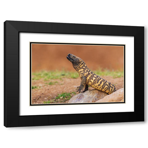 Gila monster drinking water Black Modern Wood Framed Art Print with Double Matting by Archer, Ken