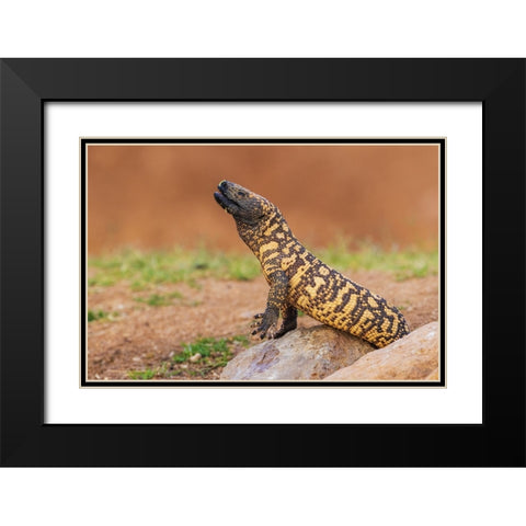Gila monster drinking water Black Modern Wood Framed Art Print with Double Matting by Archer, Ken