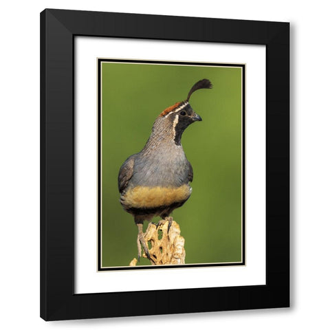 Gambels quail Black Modern Wood Framed Art Print with Double Matting by Archer, Ken