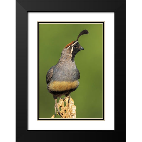 Gambels quail Black Modern Wood Framed Art Print with Double Matting by Archer, Ken