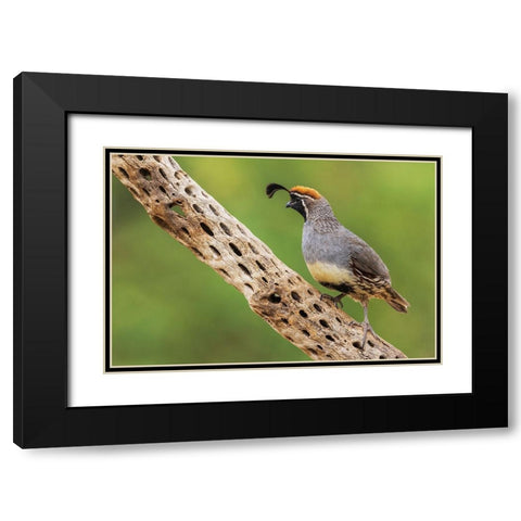 Male Gambels quail Black Modern Wood Framed Art Print with Double Matting by Archer, Ken