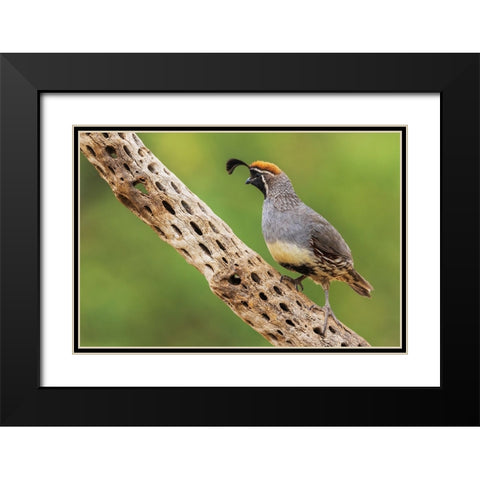 Male Gambels quail Black Modern Wood Framed Art Print with Double Matting by Archer, Ken