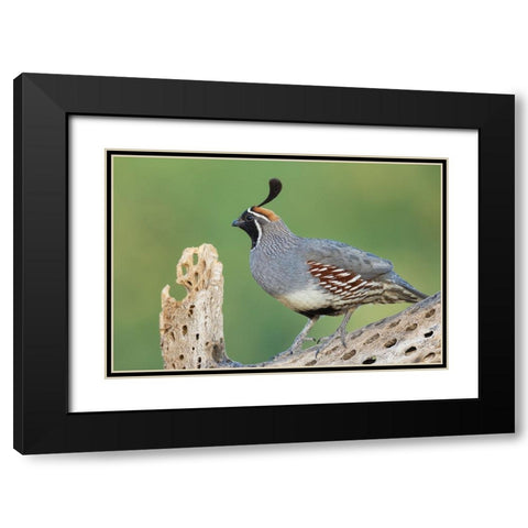 Male Gambels quail Black Modern Wood Framed Art Print with Double Matting by Archer, Ken