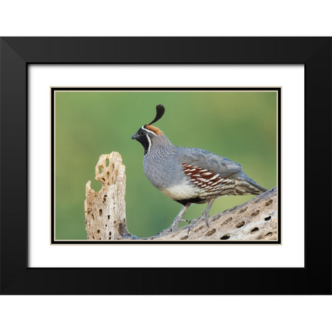 Male Gambels quail Black Modern Wood Framed Art Print with Double Matting by Archer, Ken