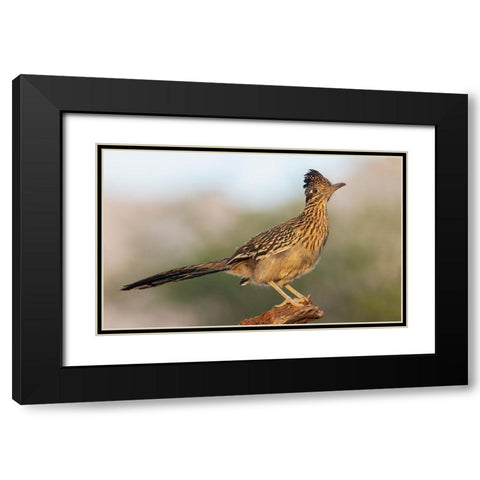 Greater roadrunner Black Modern Wood Framed Art Print with Double Matting by Archer, Ken