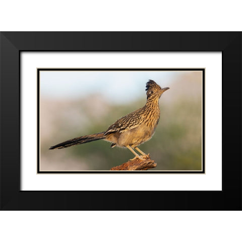 Greater roadrunner Black Modern Wood Framed Art Print with Double Matting by Archer, Ken