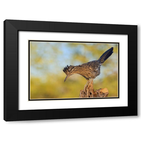 Greater roadrunner Black Modern Wood Framed Art Print with Double Matting by Archer, Ken