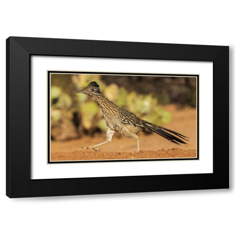 Greater roadrunner on the go Black Modern Wood Framed Art Print with Double Matting by Archer, Ken