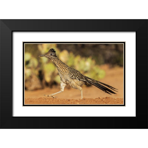 Greater roadrunner on the go Black Modern Wood Framed Art Print with Double Matting by Archer, Ken