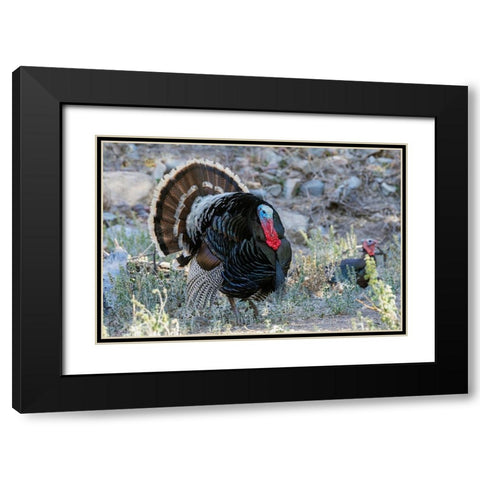 Merriams turkey courtship display Black Modern Wood Framed Art Print with Double Matting by Archer, Ken