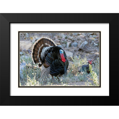 Merriams turkey courtship display Black Modern Wood Framed Art Print with Double Matting by Archer, Ken