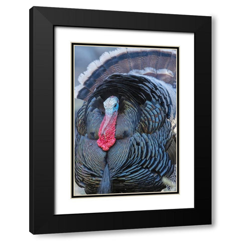 Merriams turkey close-up Black Modern Wood Framed Art Print with Double Matting by Archer, Ken