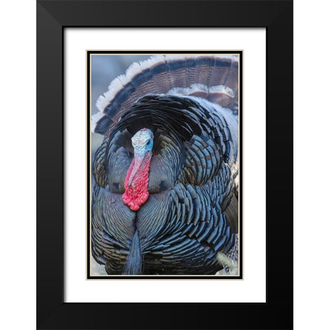 Merriams turkey close-up Black Modern Wood Framed Art Print with Double Matting by Archer, Ken