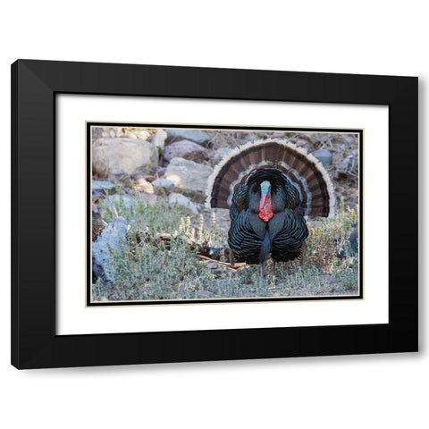 Merriams turkey courtship display Black Modern Wood Framed Art Print with Double Matting by Archer, Ken