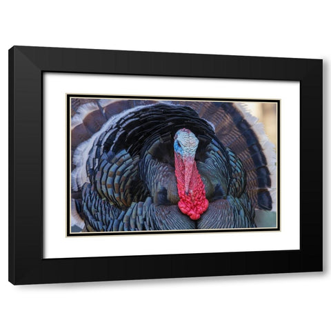 Merriams turkey courtship display Black Modern Wood Framed Art Print with Double Matting by Archer, Ken