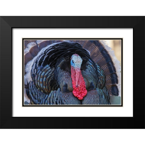 Merriams turkey courtship display Black Modern Wood Framed Art Print with Double Matting by Archer, Ken