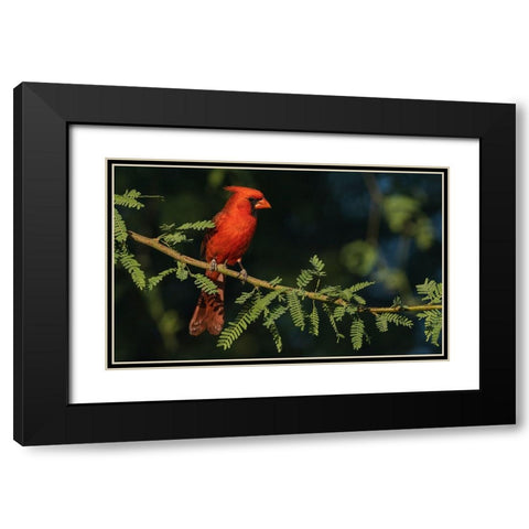 Northern cardinal Black Modern Wood Framed Art Print with Double Matting by Archer, Ken