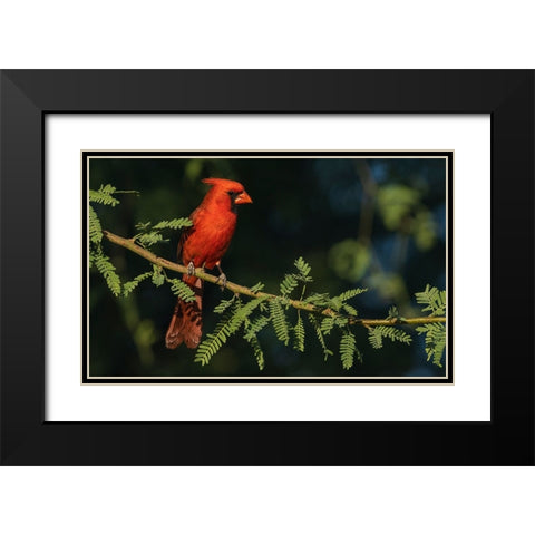 Northern cardinal Black Modern Wood Framed Art Print with Double Matting by Archer, Ken