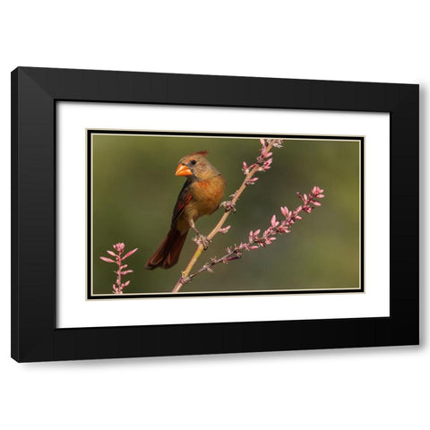Female northern cardinal Black Modern Wood Framed Art Print with Double Matting by Archer, Ken