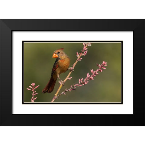 Female northern cardinal Black Modern Wood Framed Art Print with Double Matting by Archer, Ken