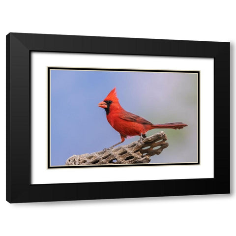 Northern cardinal Black Modern Wood Framed Art Print with Double Matting by Archer, Ken