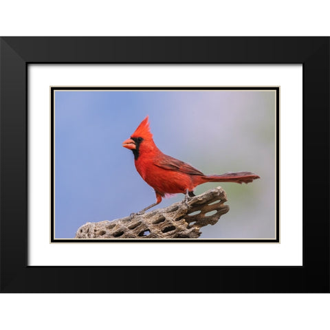 Northern cardinal Black Modern Wood Framed Art Print with Double Matting by Archer, Ken