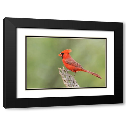 Northern cardinal Black Modern Wood Framed Art Print with Double Matting by Archer, Ken