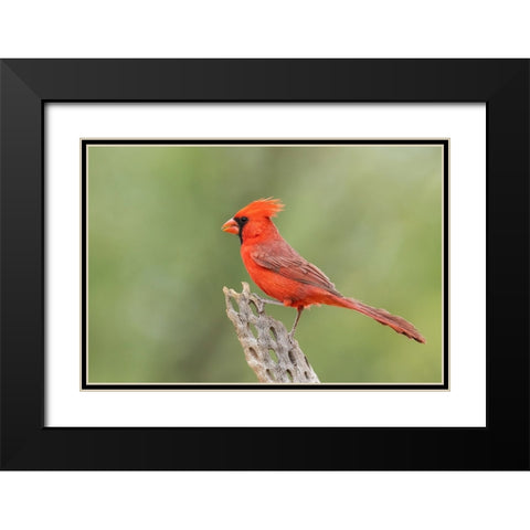 Northern cardinal Black Modern Wood Framed Art Print with Double Matting by Archer, Ken