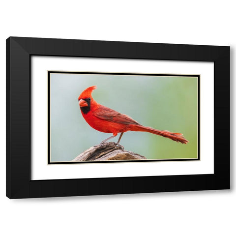 Northern cardinal Black Modern Wood Framed Art Print with Double Matting by Archer, Ken