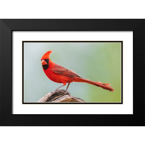 Northern cardinal Black Modern Wood Framed Art Print with Double Matting by Archer, Ken