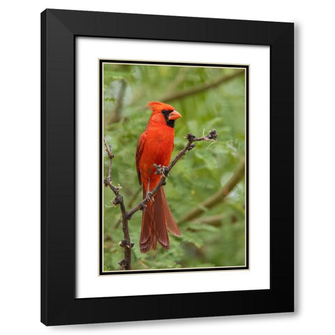 Northern cardinal Black Modern Wood Framed Art Print with Double Matting by Archer, Ken