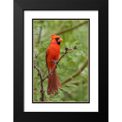 Northern cardinal Black Modern Wood Framed Art Print with Double Matting by Archer, Ken