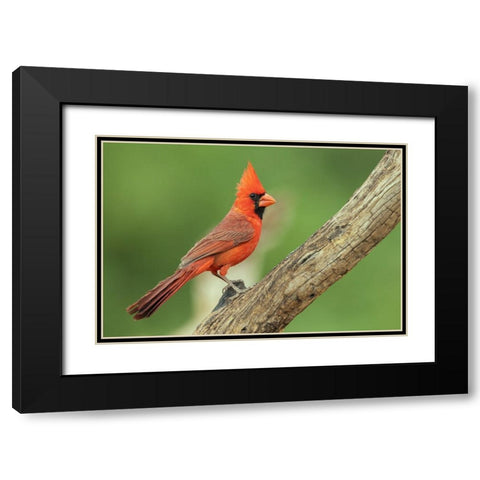 Northern cardinal Black Modern Wood Framed Art Print with Double Matting by Archer, Ken
